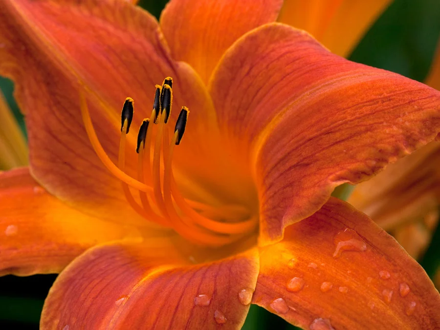 Orange Crush 2588C