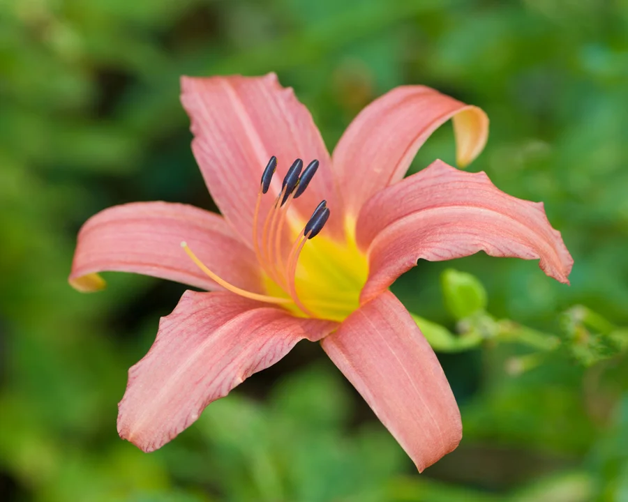 3277 Flower Fresh