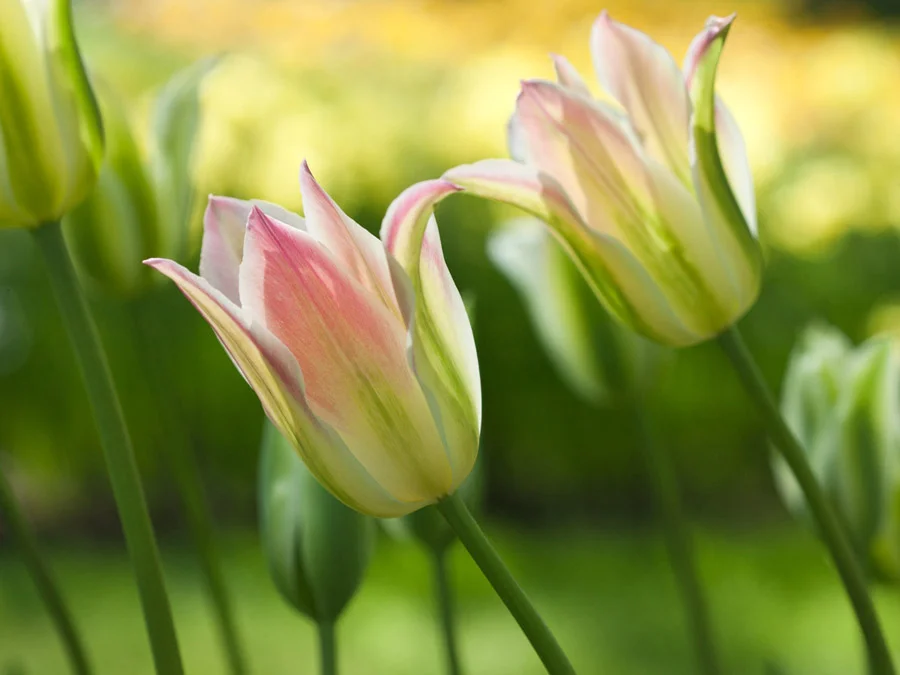 Two Tulips 2331C