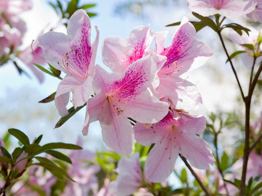 Pink Azaleas 2315H