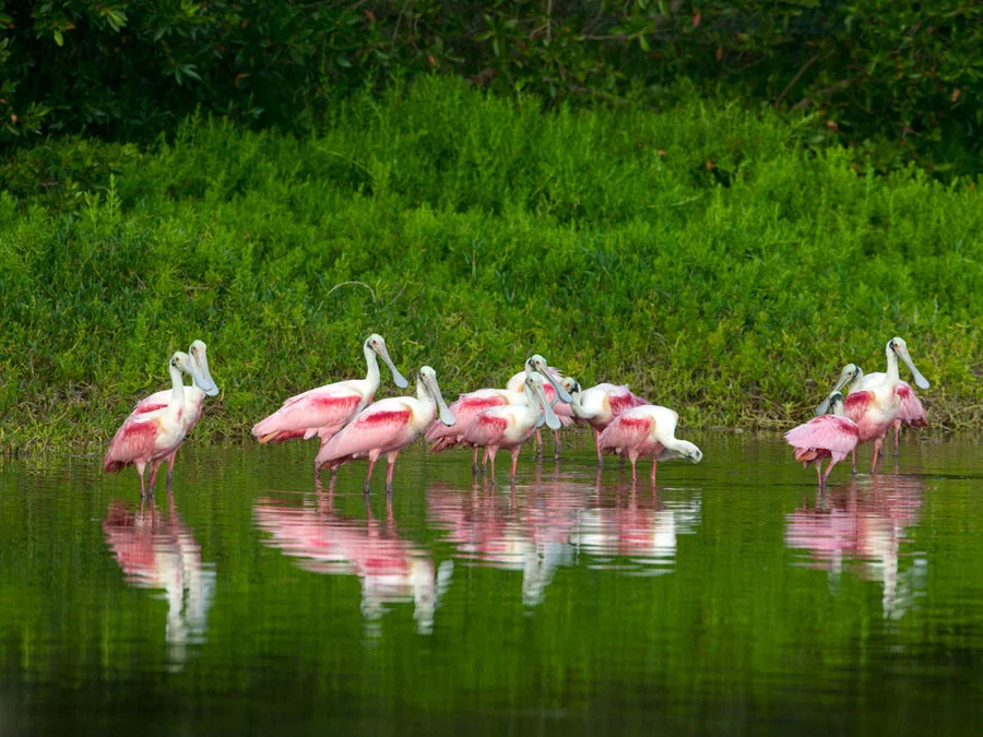 Roseate Spoonbills 2170