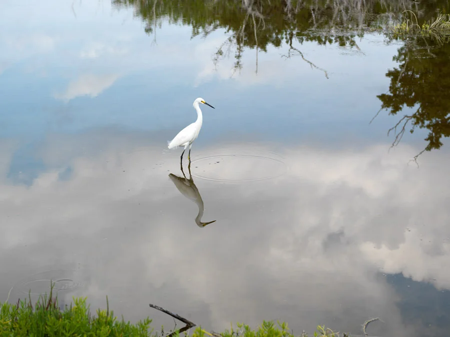 Egret Reflections 2112H
