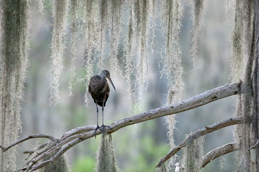 Heron Among the Moss 151117