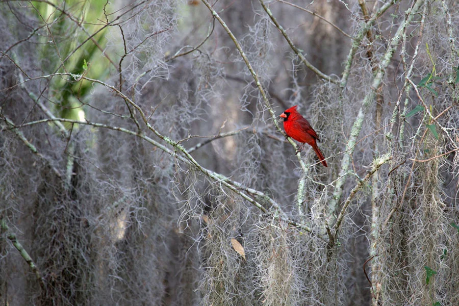 Colorful Cardinal 161101