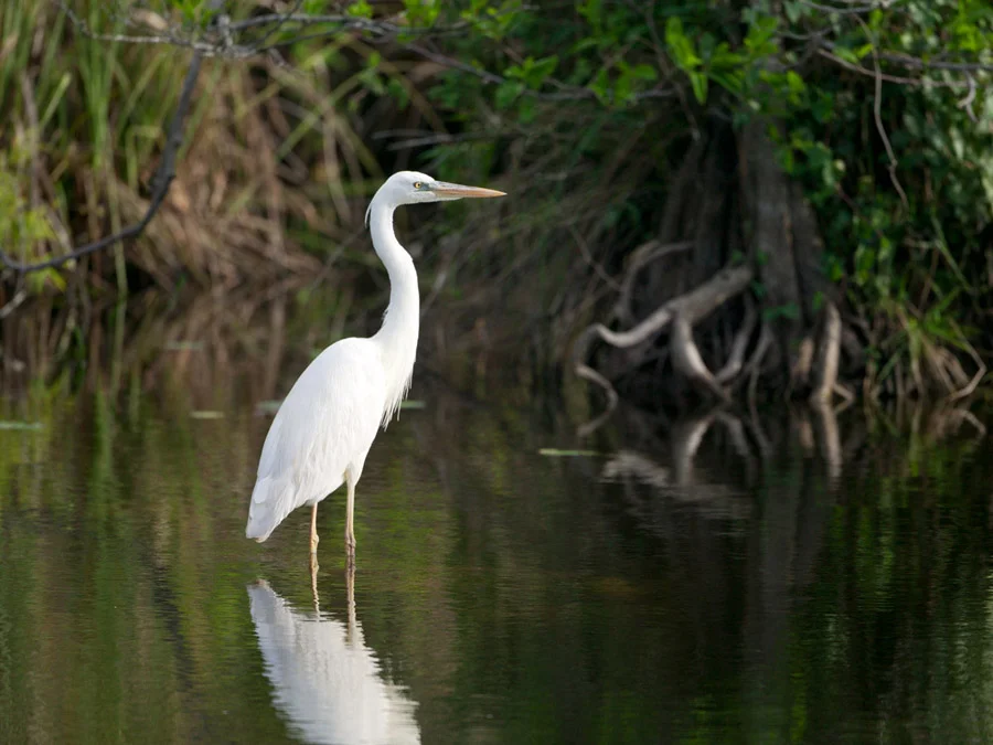 Heron on Guard 2183