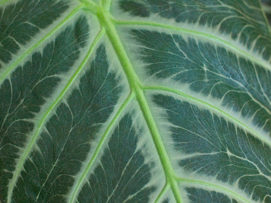 Botanical Greens 2258