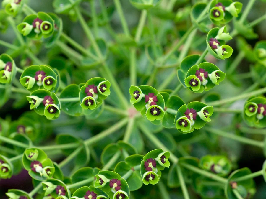 Botanicla Greens 2638