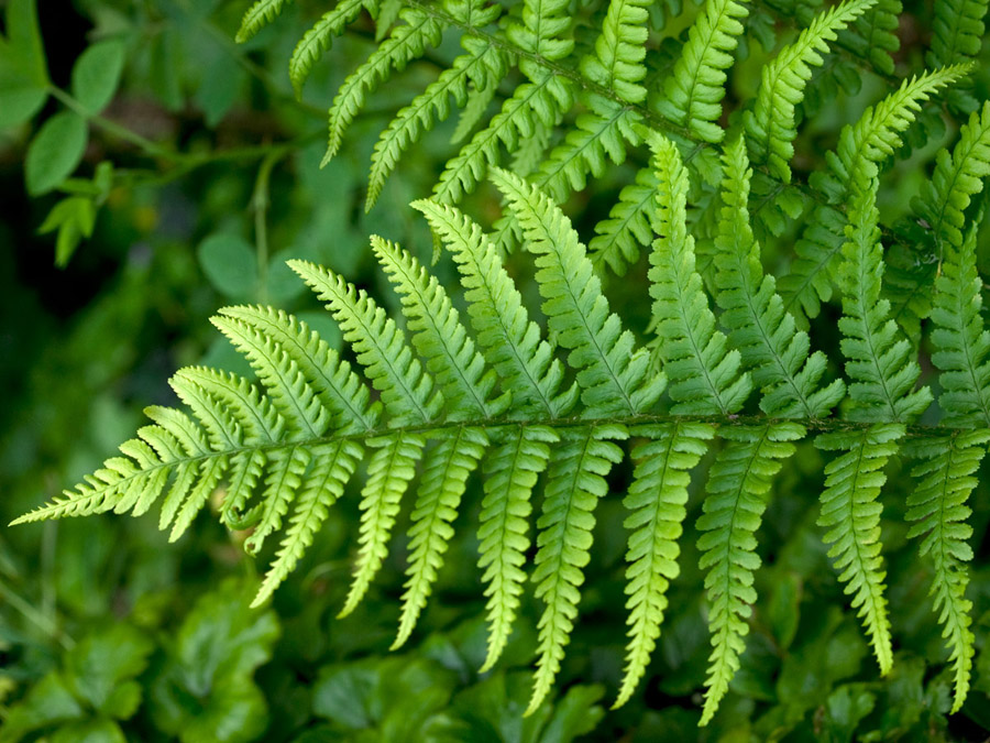Fern Leaf 2706