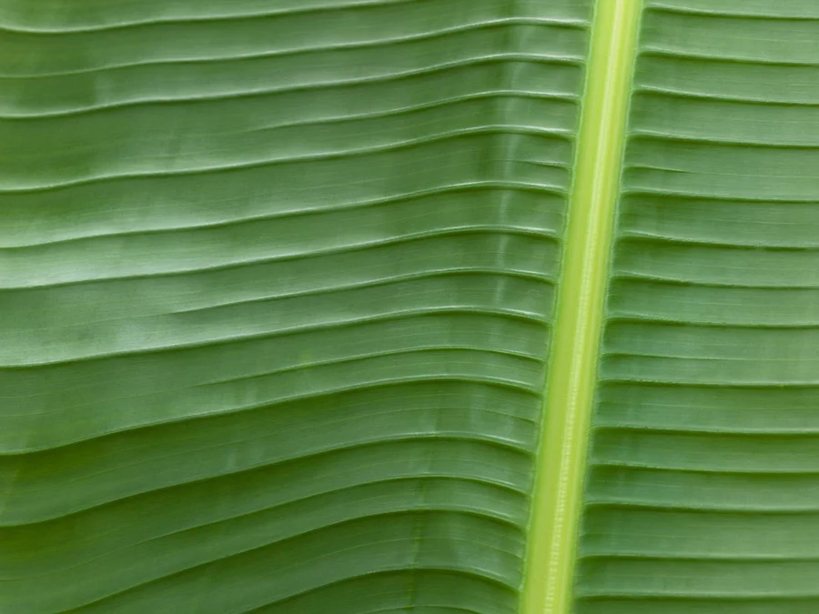 Botanical Greens 2279H
