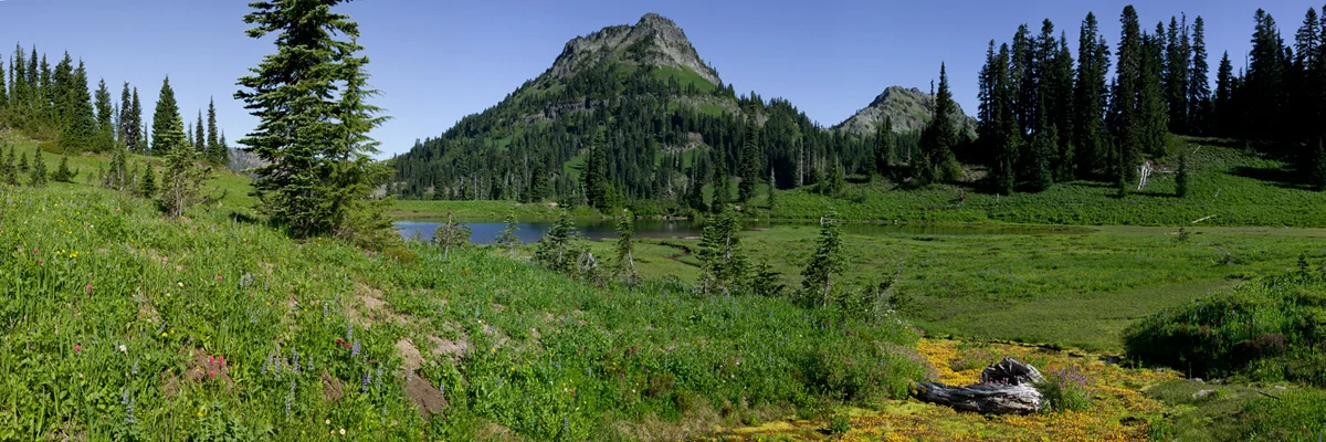Mt Rainier Springtime 5039CP