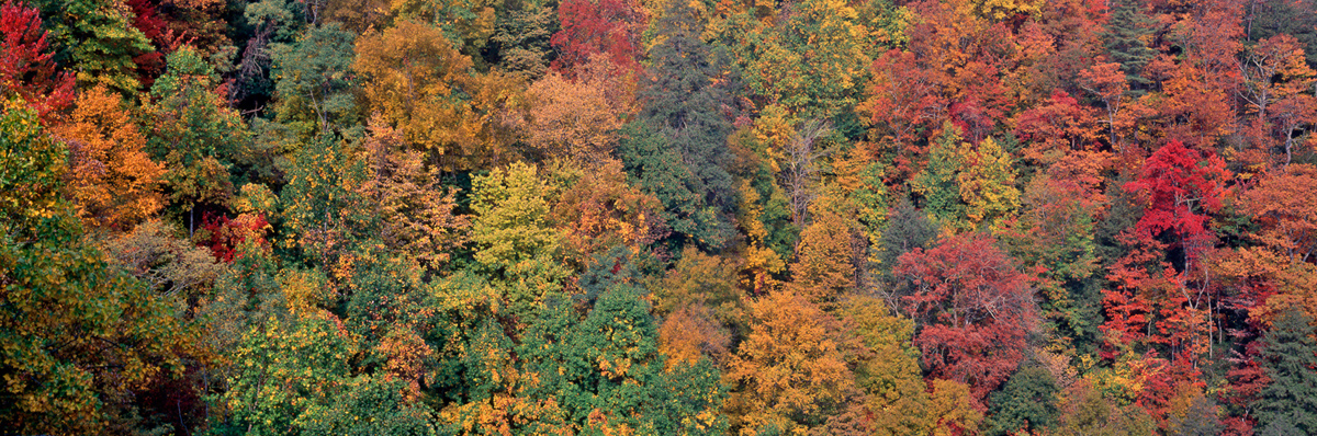 Autumn Canvas 3430