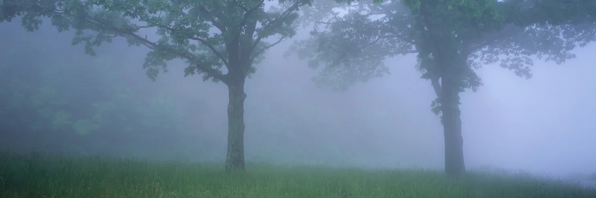 Foggy Forest 3438