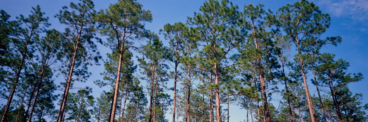 Tall Pines 3501