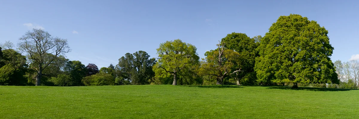 Green Trees 5026CP