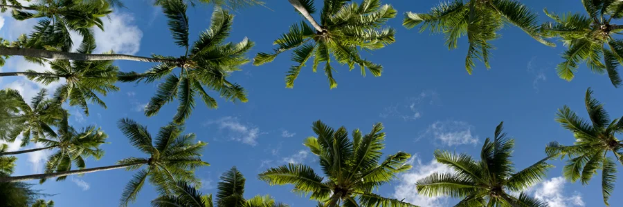 Towering Coconuts 6006HP