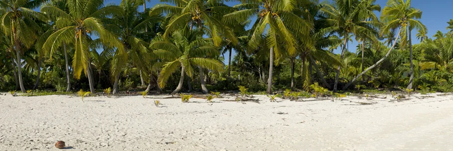 Coconut Sands 6140HP