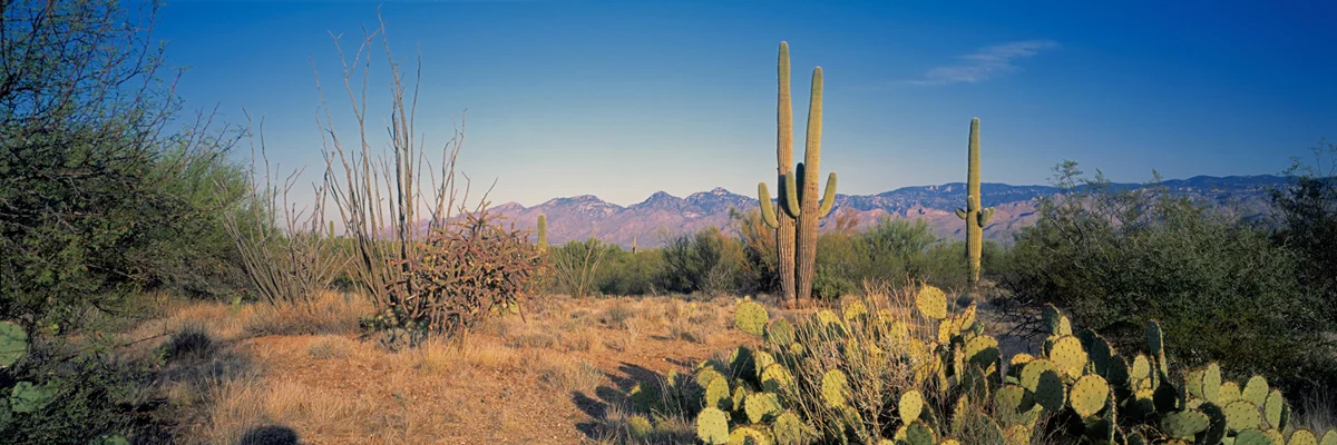 Saguaro Landscape 3520