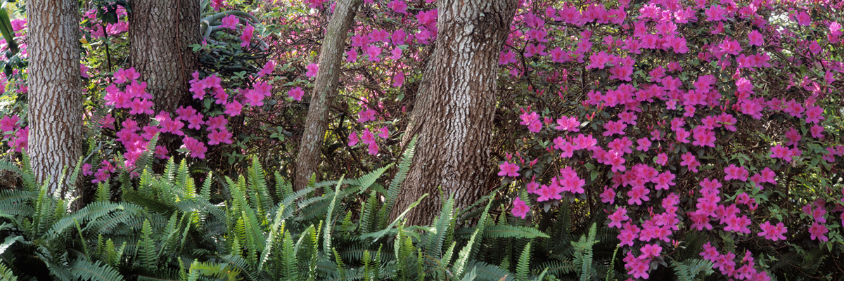 Under the Oaks 3704