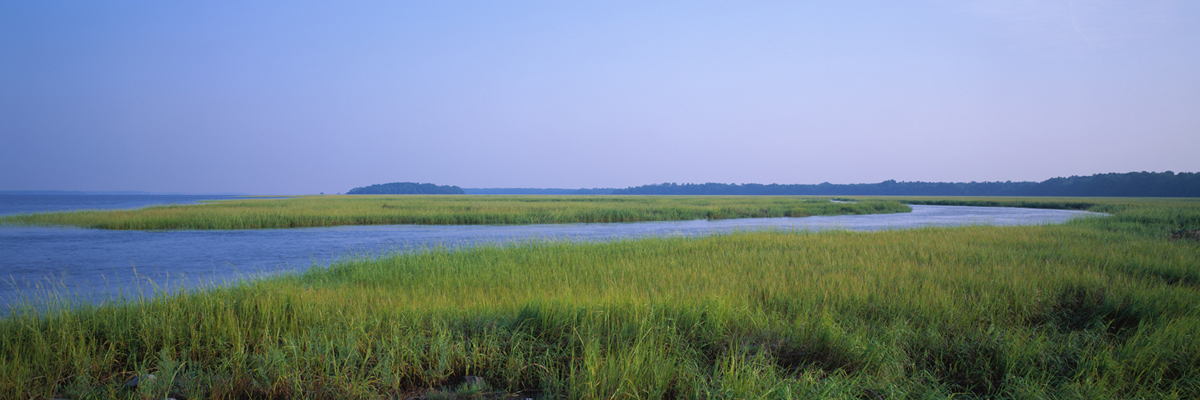 Salt Marsh Landscape 7384