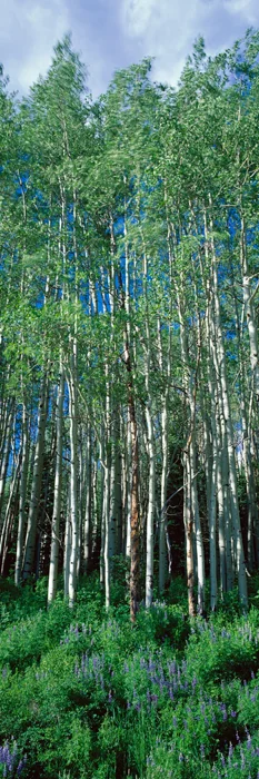 Aspens Vertical 3319