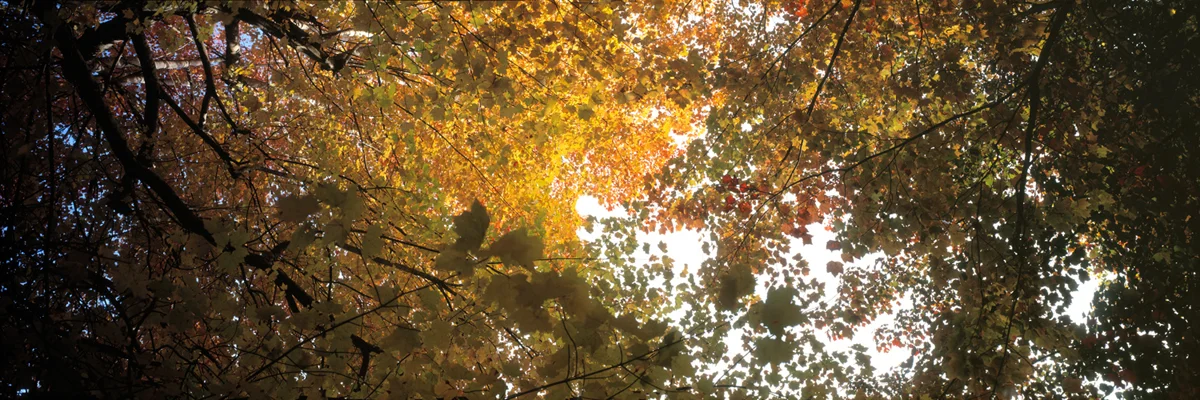 Autumn Vortex 7323