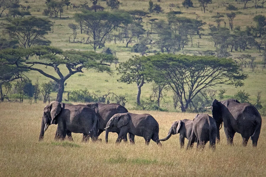 Elephants Crossing the Serengeti AF6759