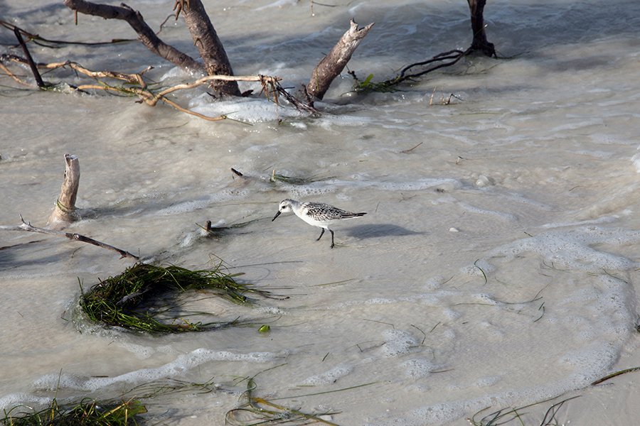 Sanderling Sandpiper,