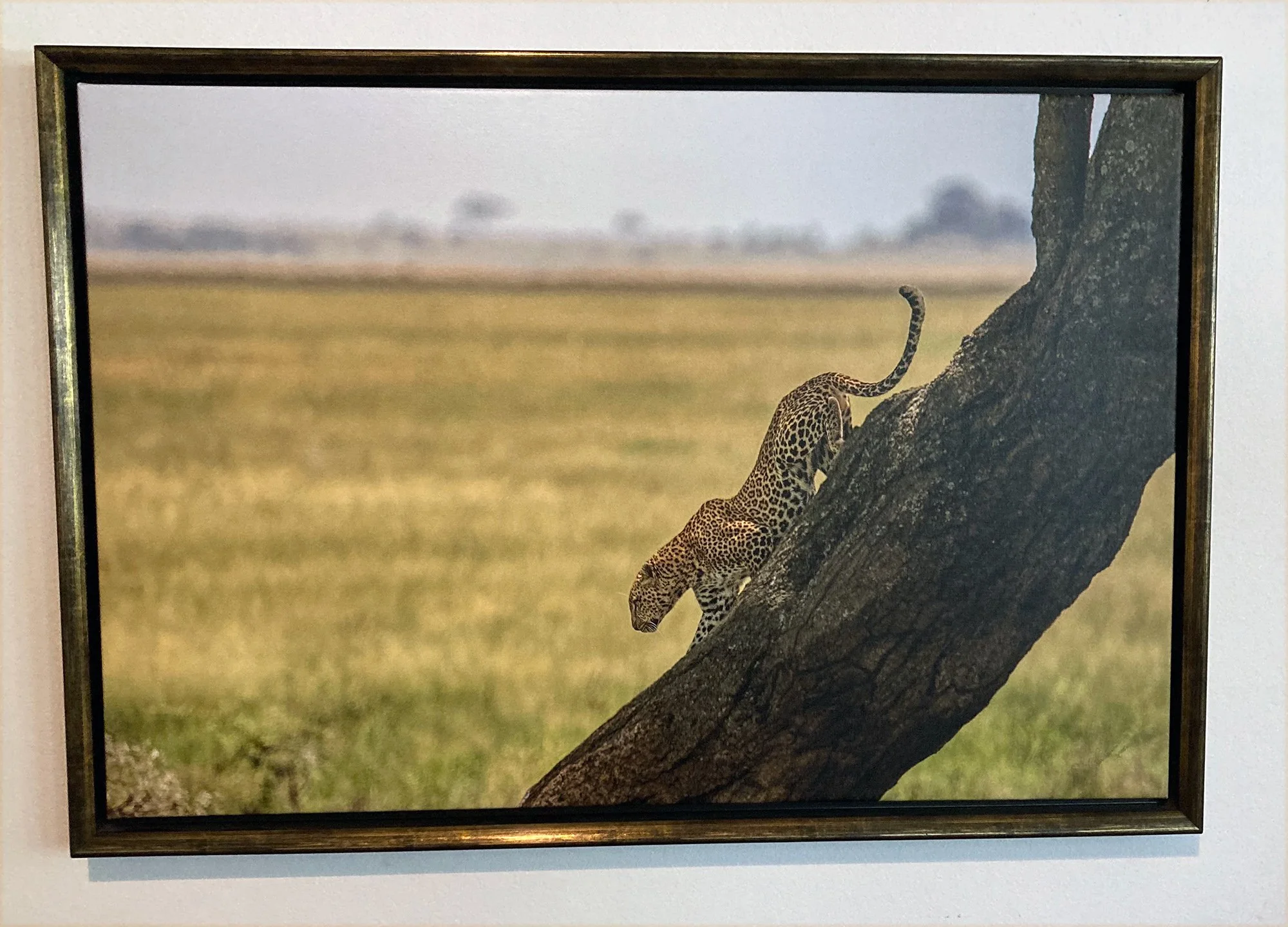 Leopard coming down tree at sunset - Tanzania, Africa