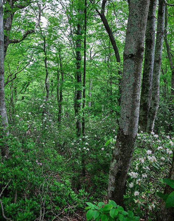 Caesars Head State Park - South Carolina NC-648