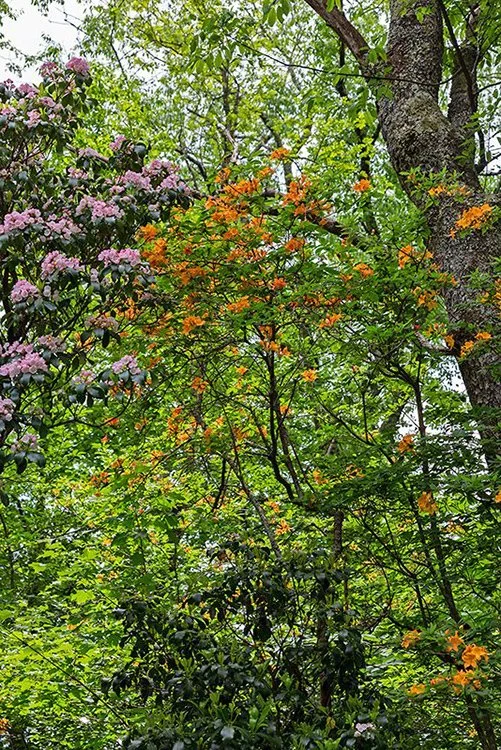 Spring blooms at Craggy Gardens - Blue Ridge Parkway NC6935