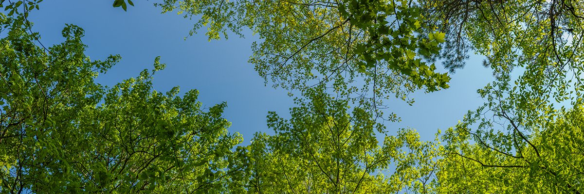   Beneath a Cathedral of Green - 6017_BRP  