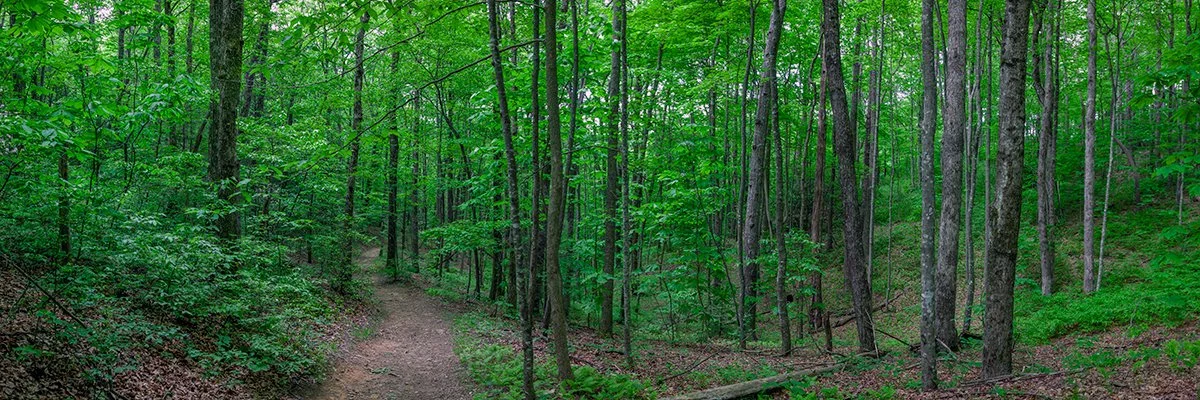  Trail in Pisgah Forest, North Carolina - 6020_BRP 