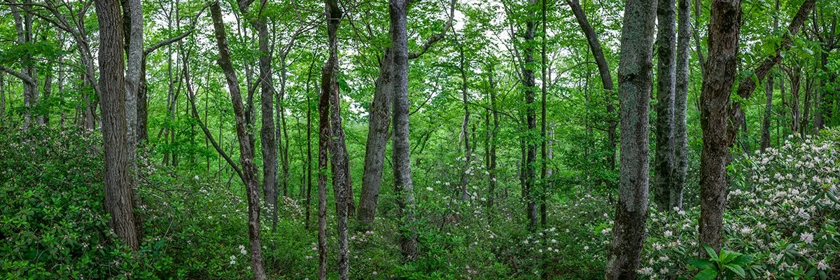  Woodlands and Mountain Laurel - 6021_BRP 