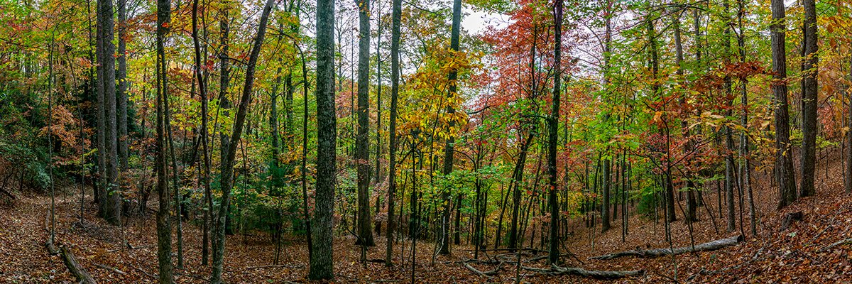  Fall Colors in the Forrest - 6035_BRP 