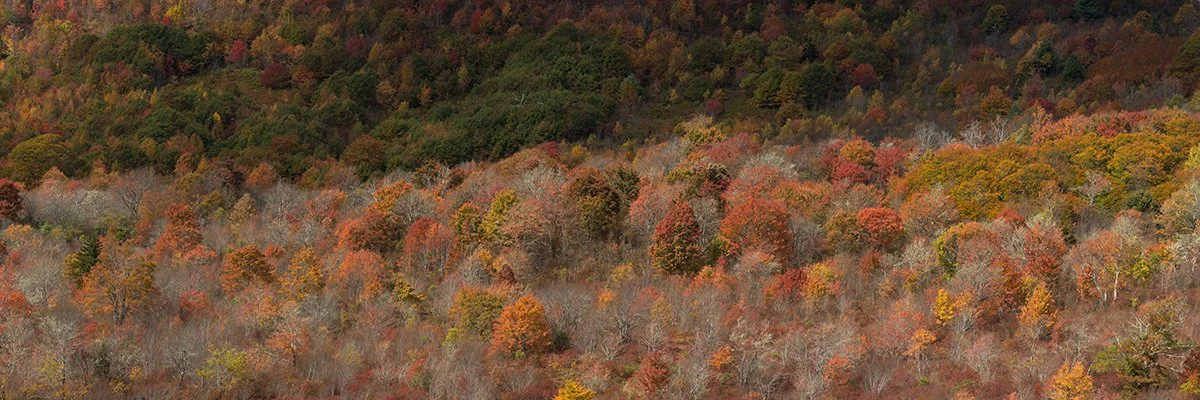   Trees Painted with Autumn Color - 6041_BRP  