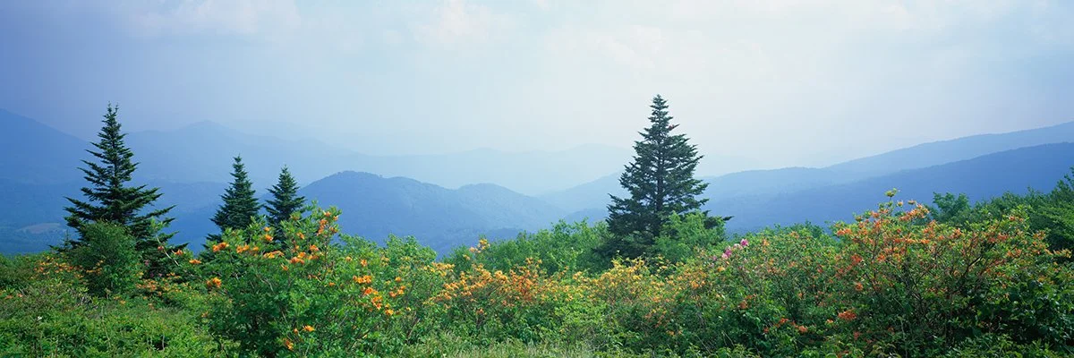  Flame Azaleas on Roan Mountain, TN. - 7041_NHR 