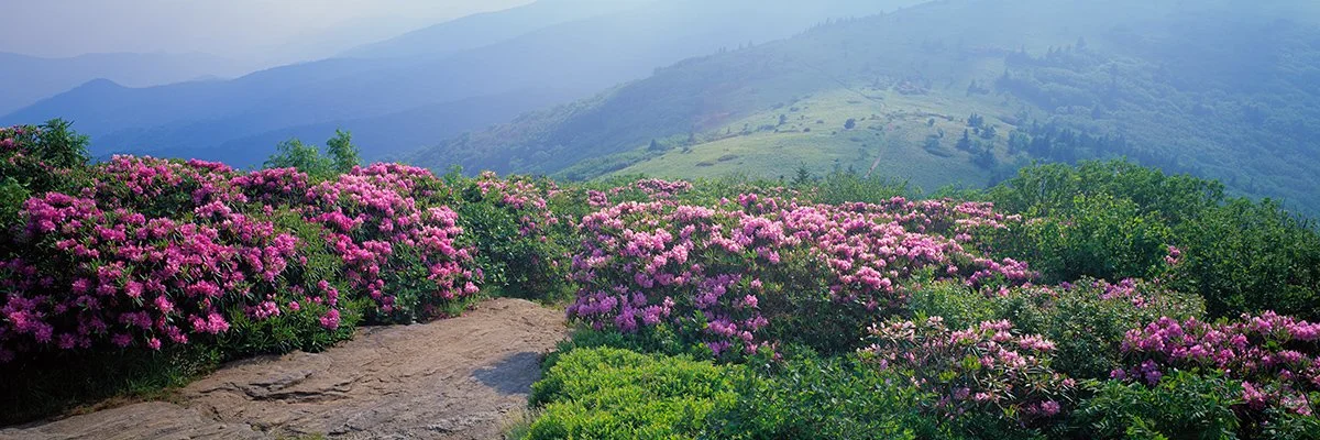  Roan Mountain Rhododendron - 7035_NHR 