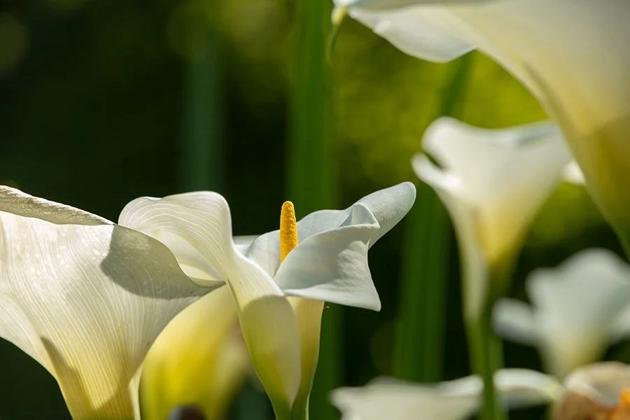  Calla Lily, Boboli Garden , Florence, Italy - 111969_IT 