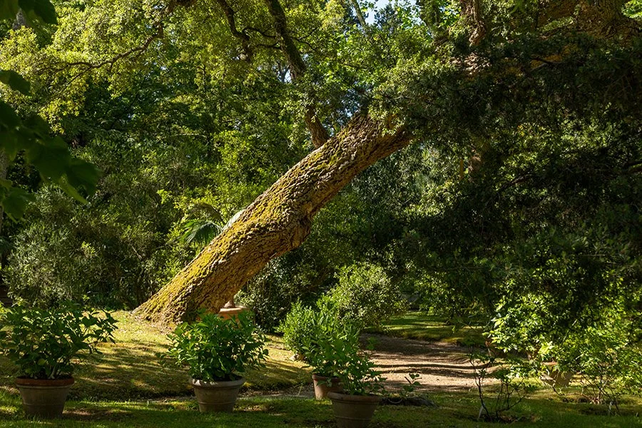  Boboli Garden , Florence, Italy - 111996_IT 