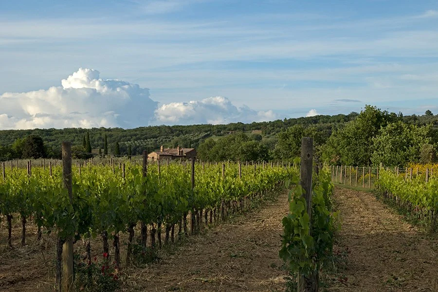  Vineyard, Val D'Orica, Tuscany, Italy - 121661_IT 
