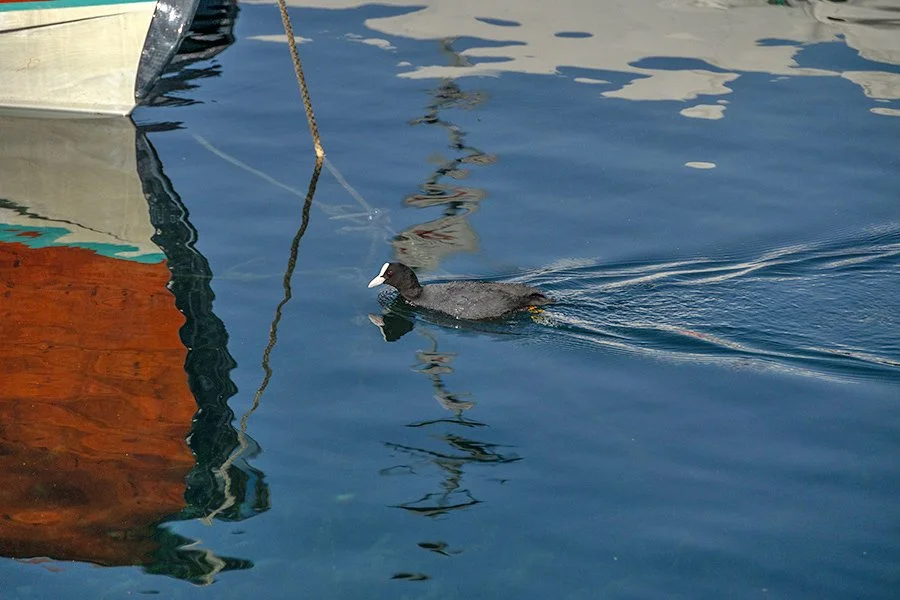  Duck and boat reflections, Lake Garda, Italy - 135233_IT 