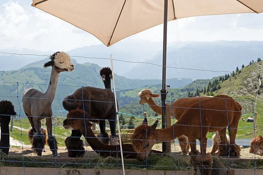  Alpacas on Monte Baldo near Malcesine, Lake Garda, Italy - 135950_IT 