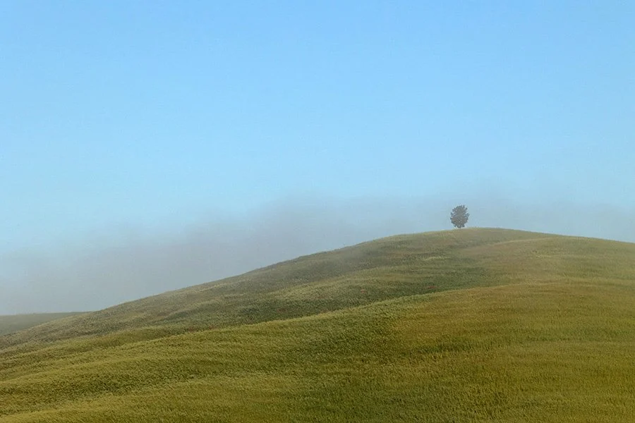  Lone tree, Val D'Orica, Tuscany, Italy - 126180_IT 