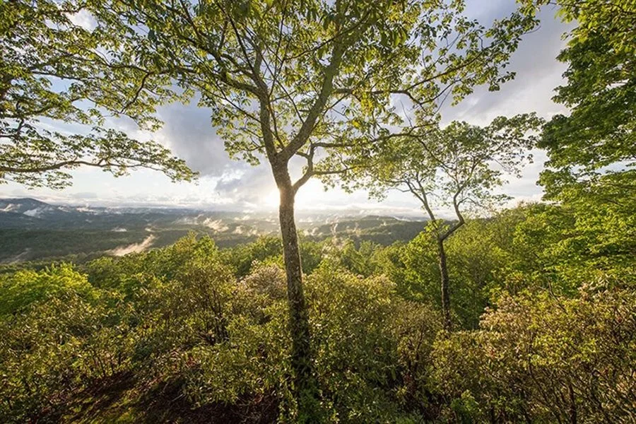  Mountain Laurel Sunrise - NC17_1008 