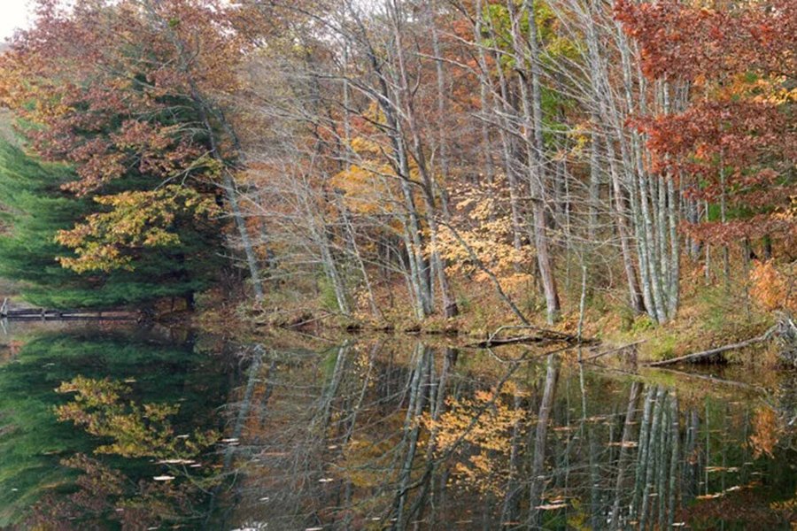  Shades of Autumn - Dupont Forest NC  - art-6297 