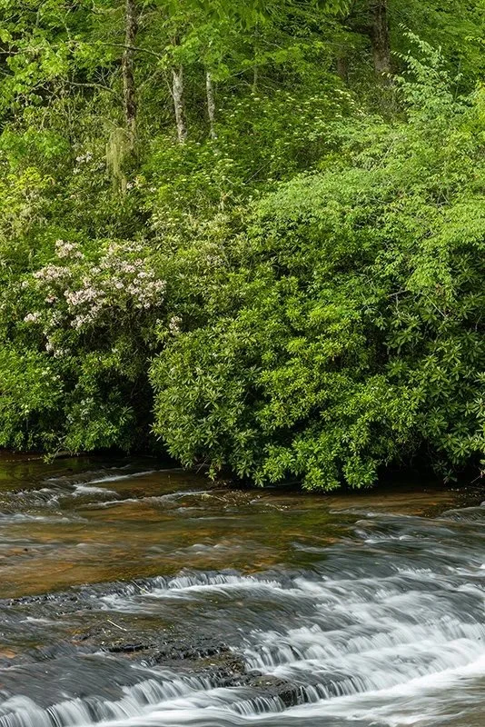  Spring Flowers Along the River - NC163_5974 