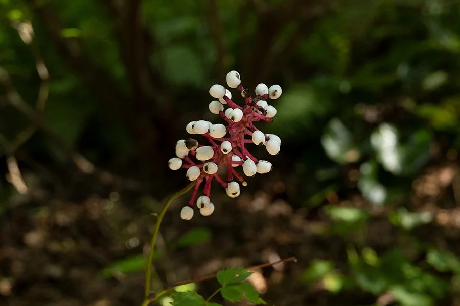 _51A1312.jpg