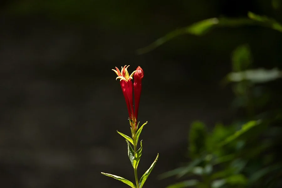 _51A1637.jpg
