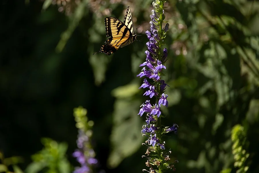 _51A1657.jpg