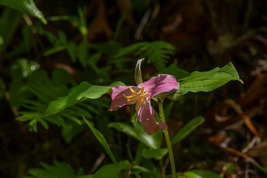5100NC_426_.jpg